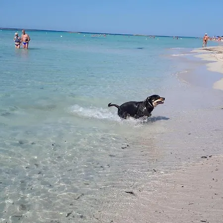 Le 3 Palme Casa vacanze